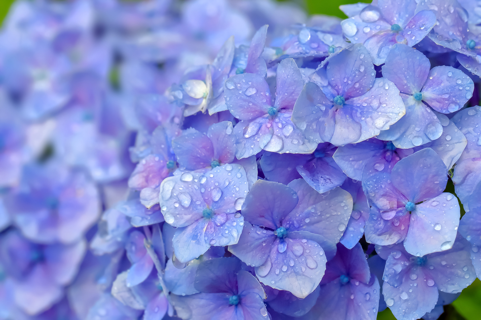 梅雨 の 挨拶