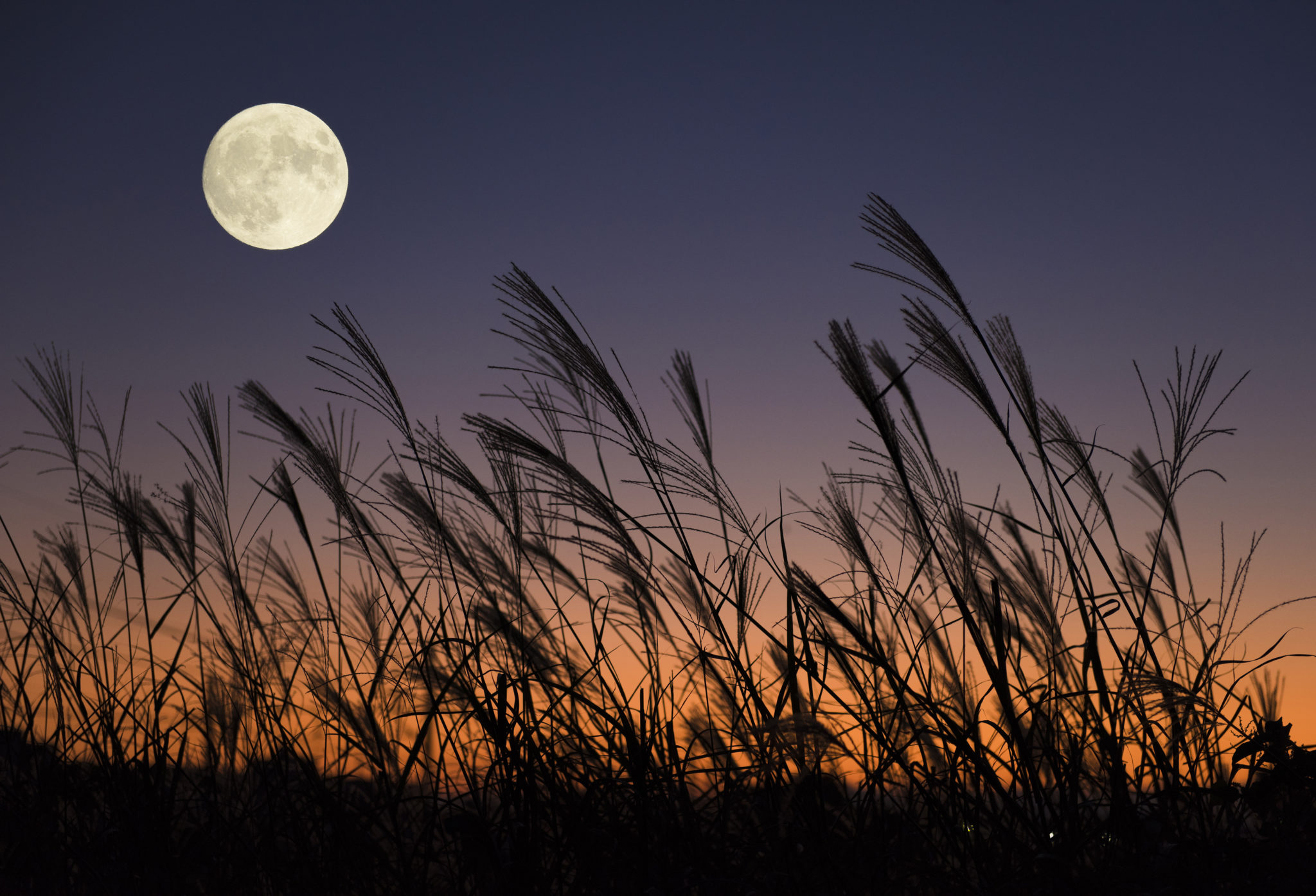 「秋の夜長」の意味とは？時期はいつなのかや俳句の楽しみ方を紹介 | TRANS.Biz