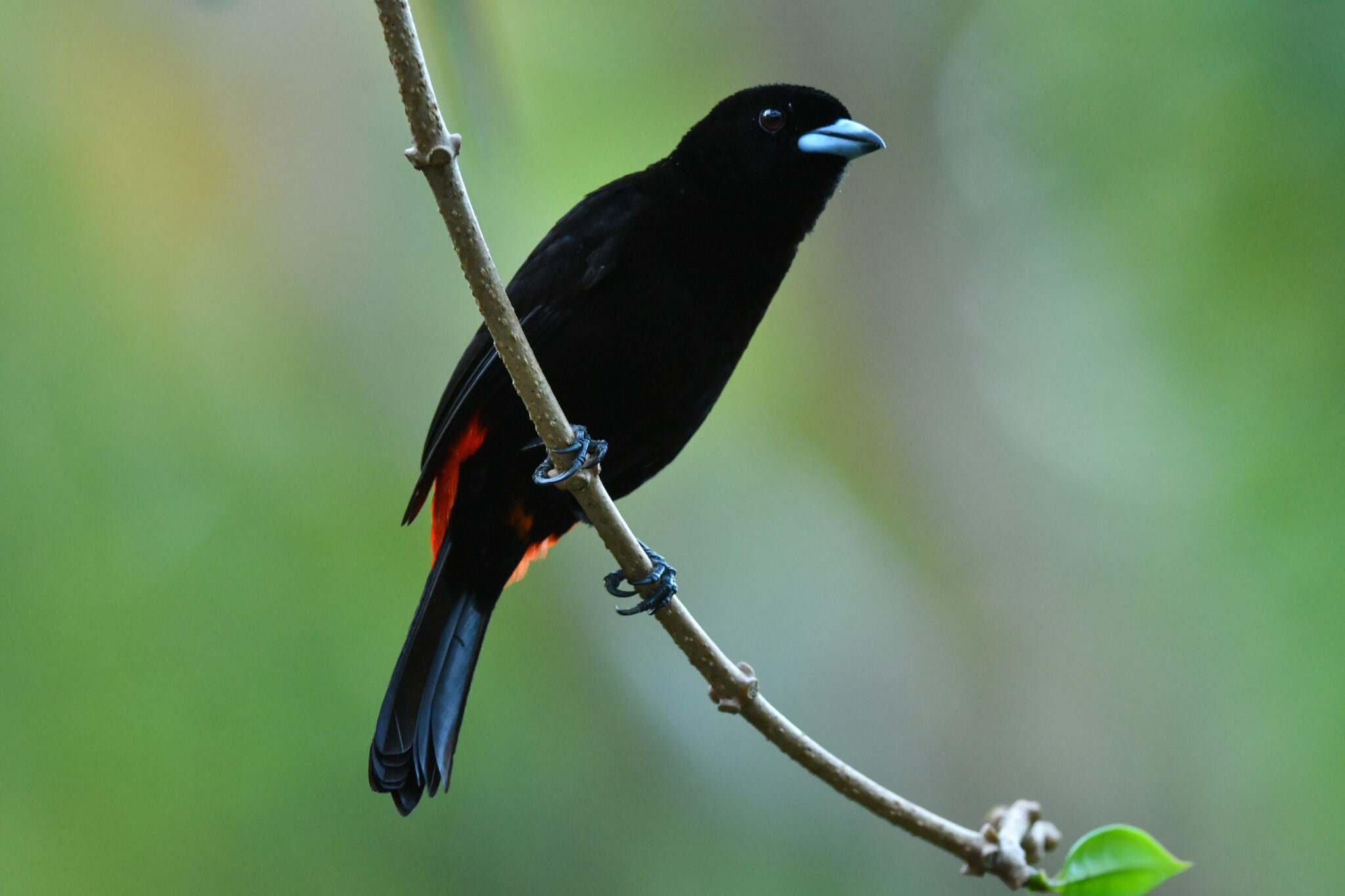 「漆黒」の意味と使い方とは？類語・言い換え表現や漆黒色も解説 | TRANS.Biz