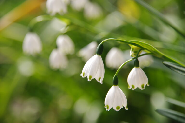 善きサマリア人