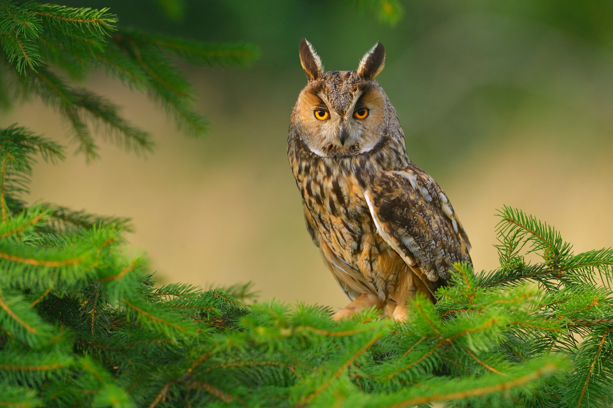 「ミミズク」は縁起の良い鳥?コノハズクやフクロウとの違いも | TRANS.Biz