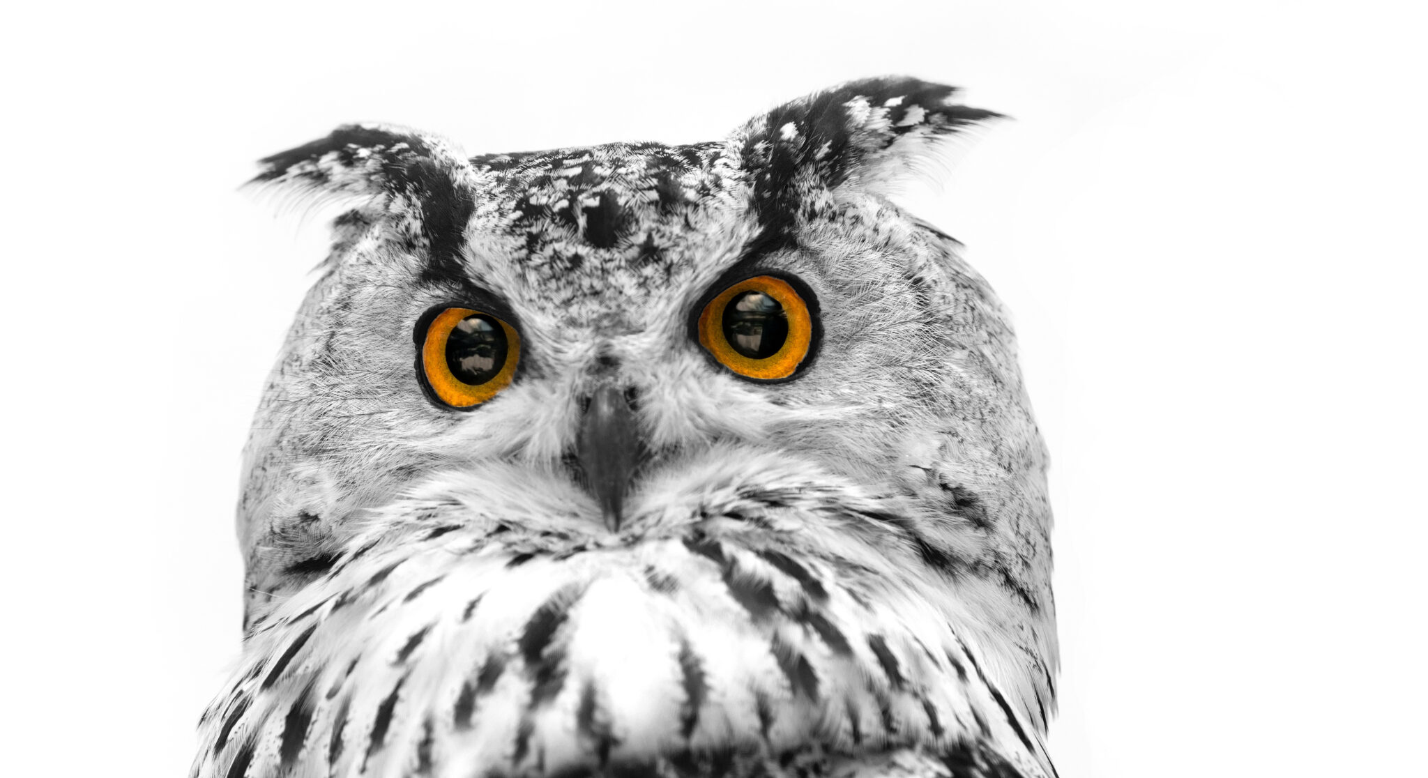 「ミミズク」は縁起の良い鳥？コノハズクやフクロウとの違いも | TRANS.Biz