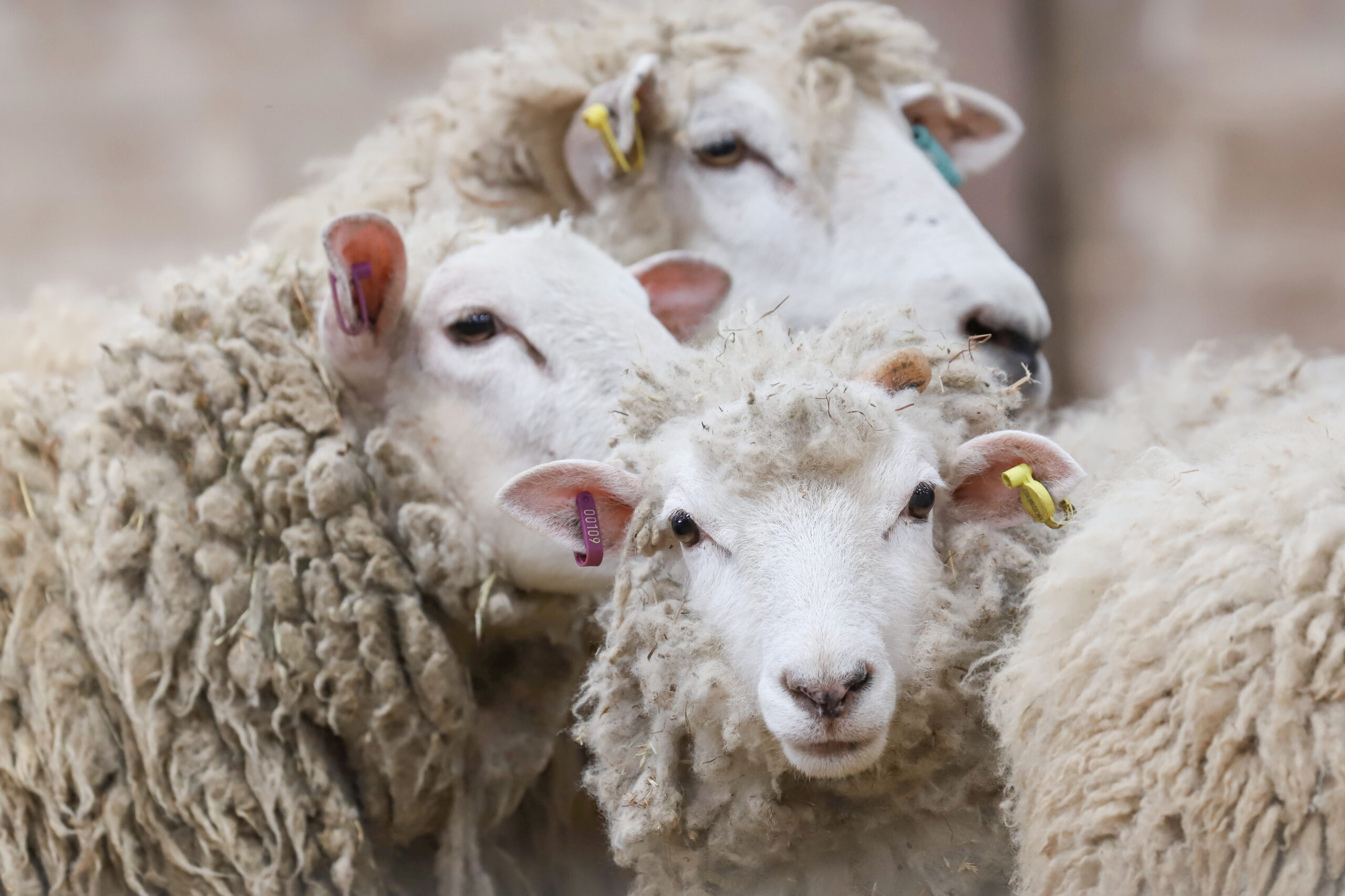 「ヒツジ」とはどんな動物?ヤギとの違いや宗教での意味も紹介 「ヒツジ」とはどんな動物?ヤギとの違いや宗教での意味も紹介