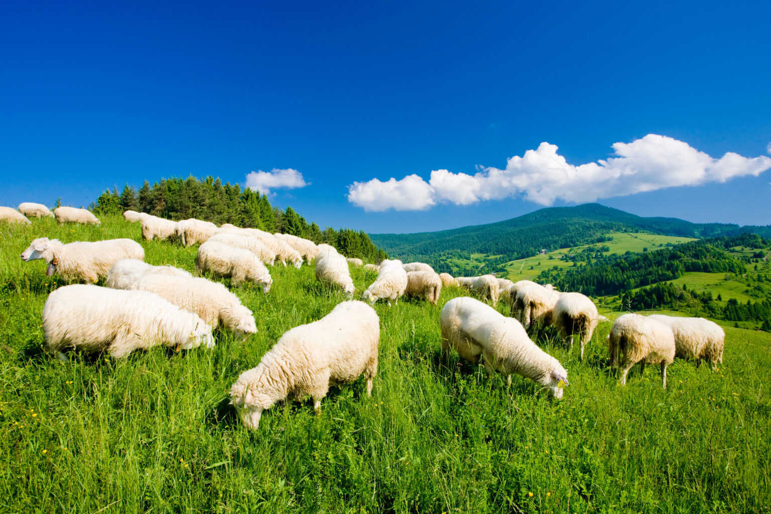 「ヤギ（山羊）」はどんな動物？寿命や目の特徴・羊との違いとは | TRANS.Biz