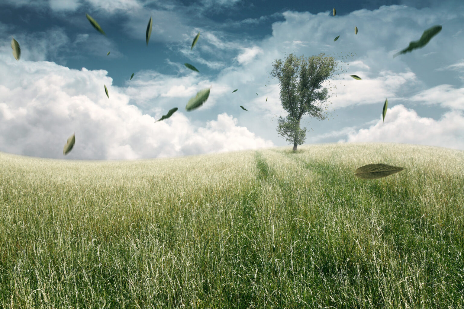 「疾風」の意味とは?読み方と使い方・疾風迅雷や疾風怒濤も解説